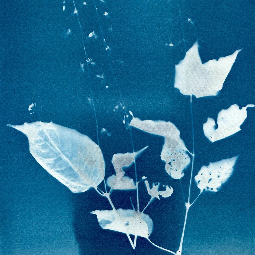 Classic Cyanotypes