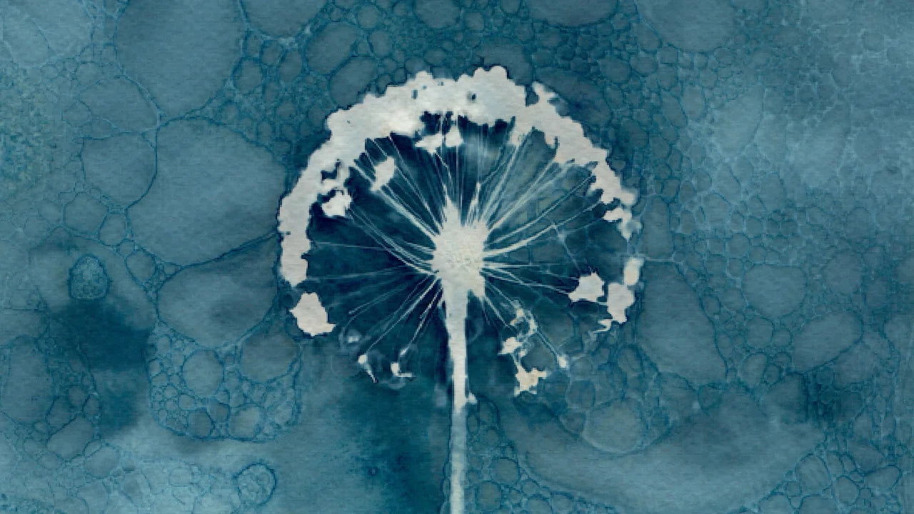 allium wet cyanotype blue print watercolour paper 