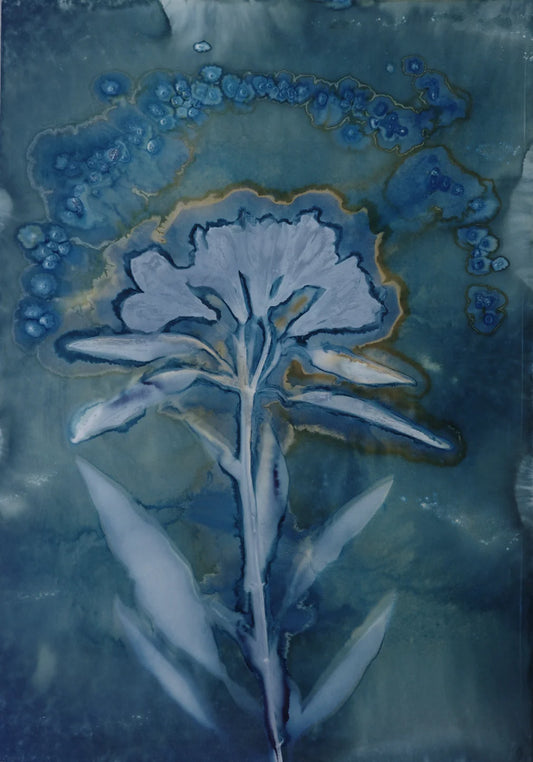 Maturing Nocturne No. 117 - Wet Cyanotype Print