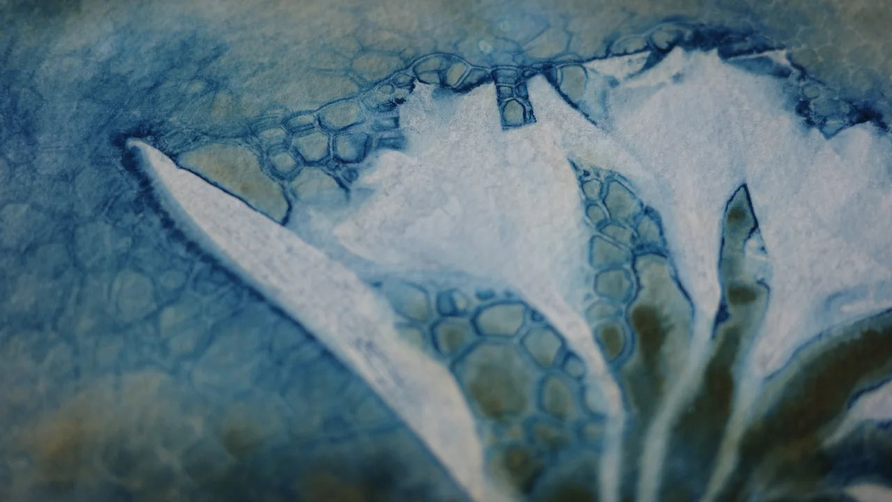 Maturing Nocturne No. 115 - Wet Cyanotype Print