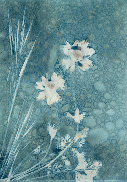 wet cyanotype flowers grass watercolour paper A4