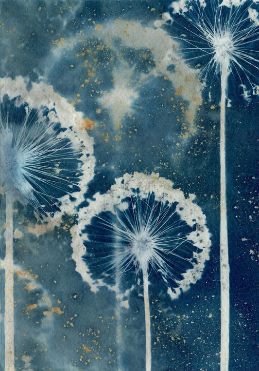 allium flowers wet cyanotype watercolour paper print A5