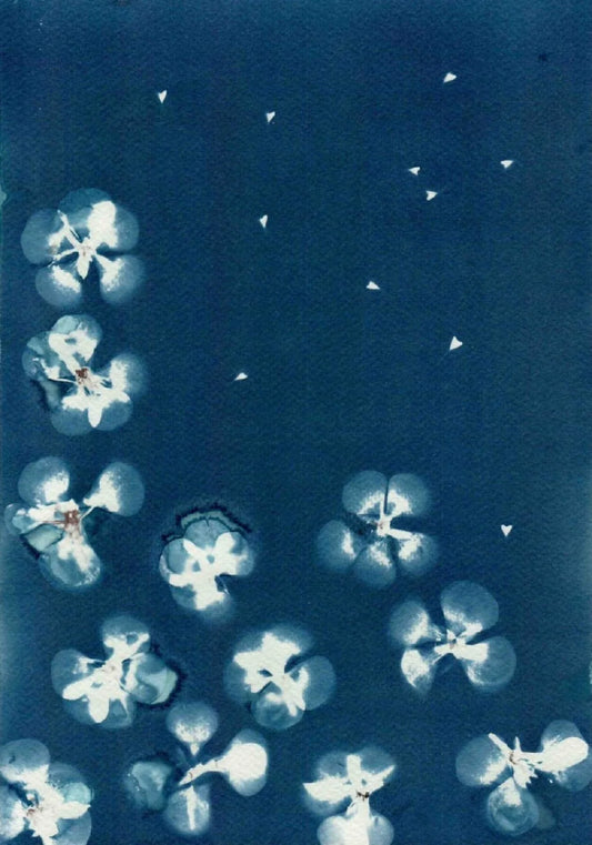 flowers cyanotype blue print watercolour paper