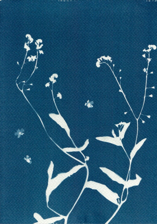 cyanotype floral watercolour paper print
