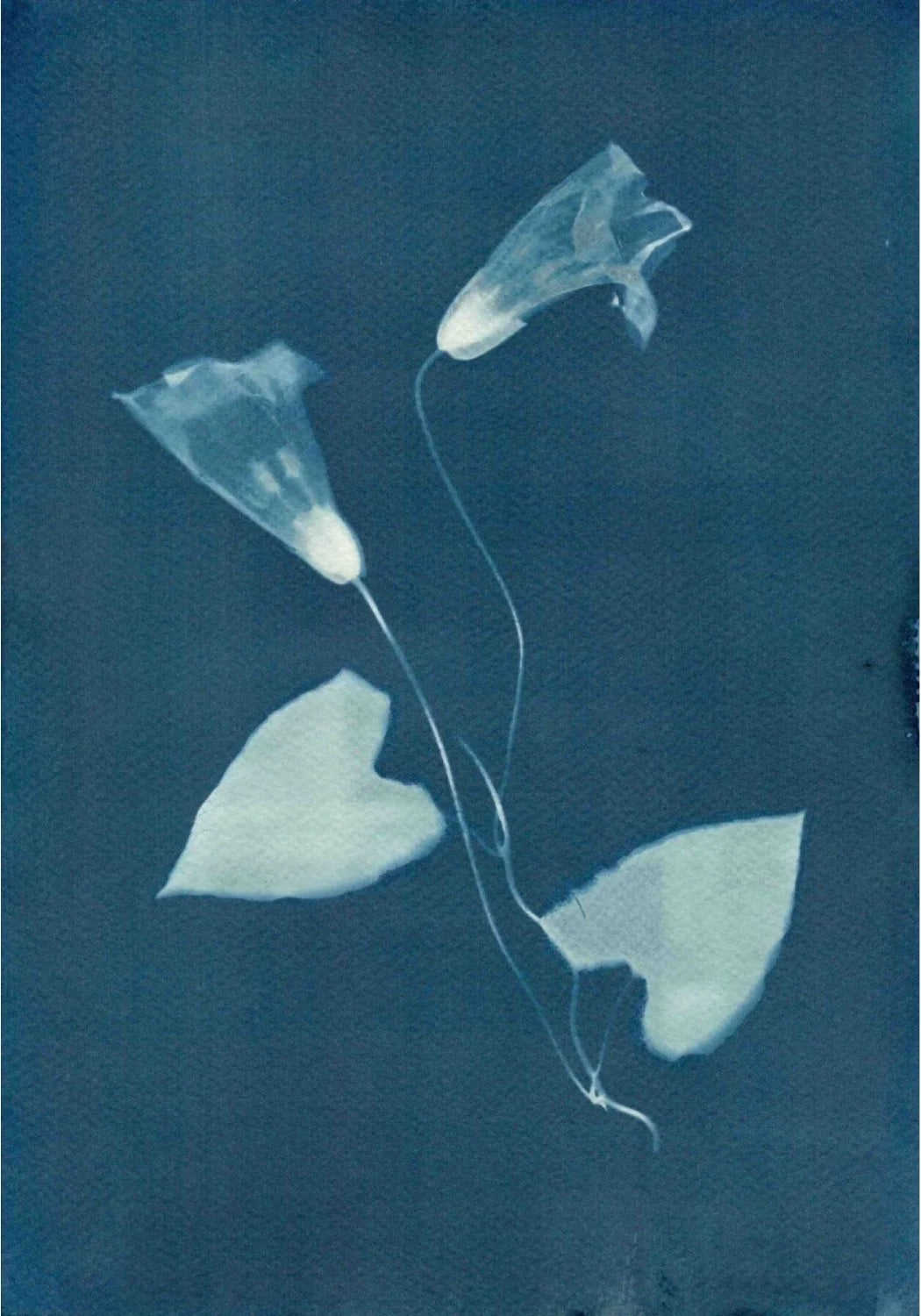 A4 watercolour paper cyanotype print interior design ideas