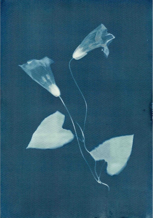 A4 watercolour paper cyanotype print interior design ideas