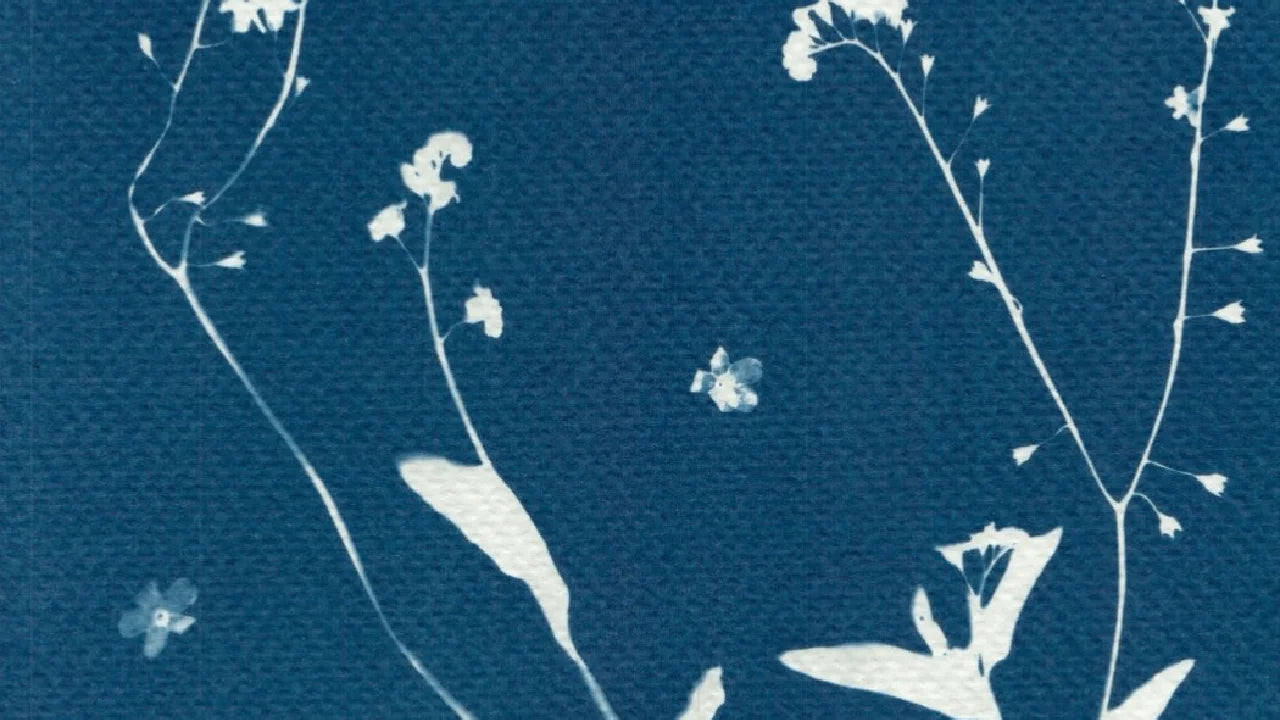 cyanotype watercolour paper forget me not detail