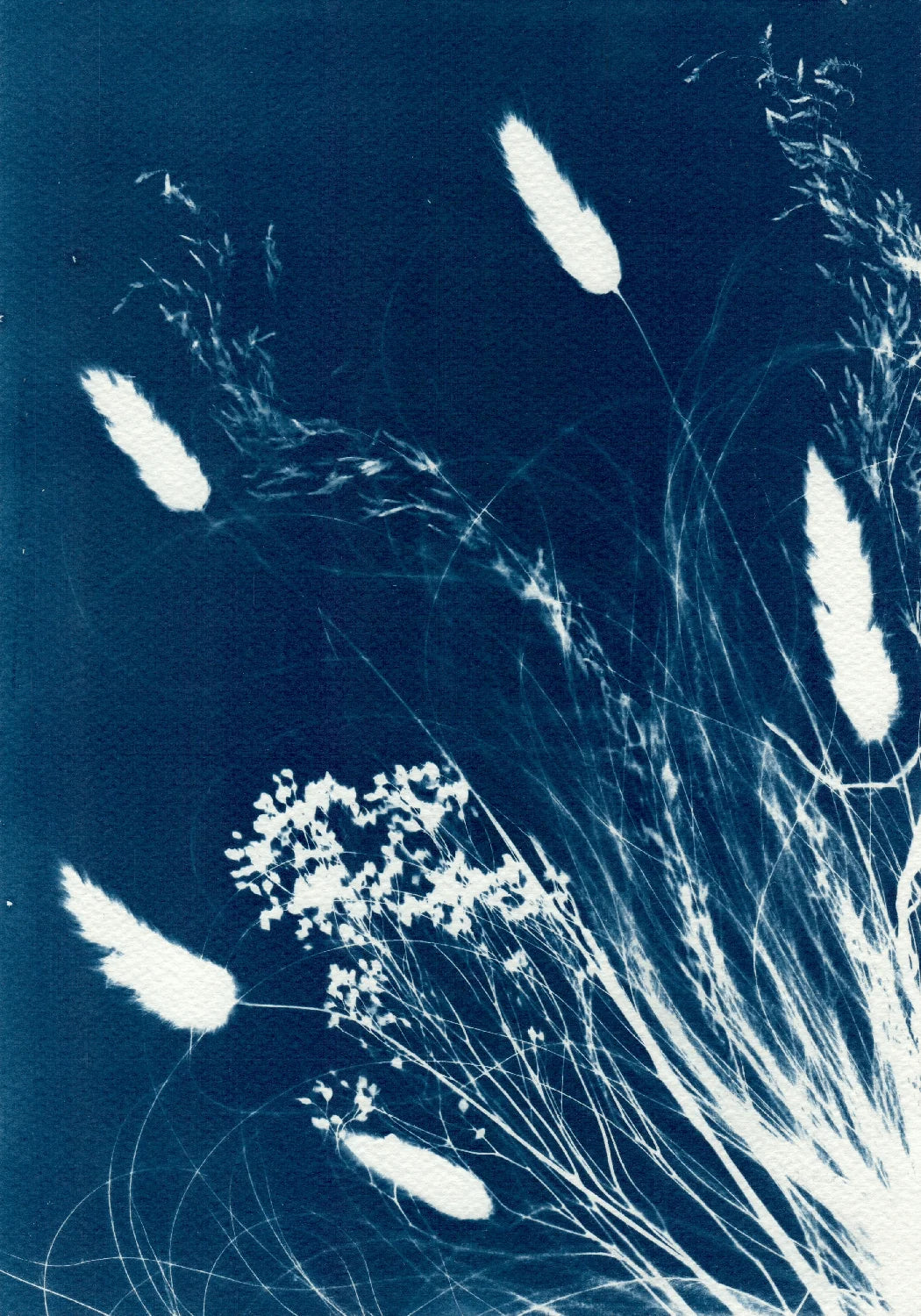 meadow cyanotype watercolour paper A4 wall art decor