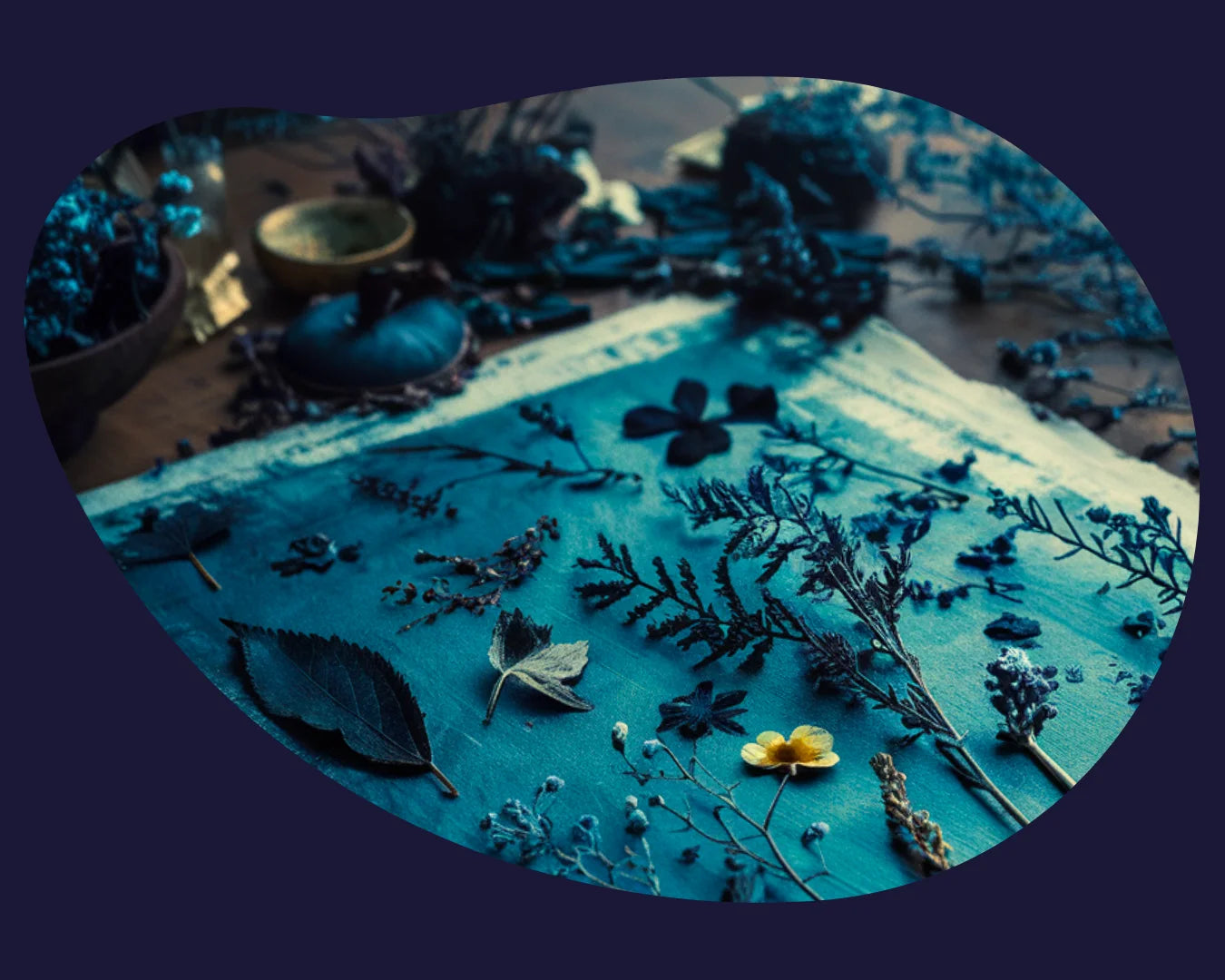 blob cyanotype flowers plants on blue paper